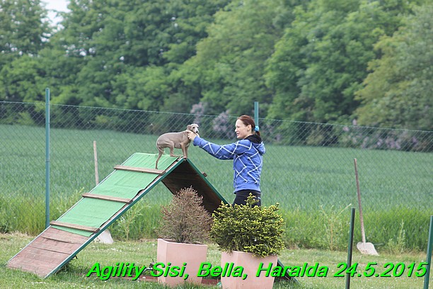 Agility 24.5.2015 Sisi, Bella, Haralda (29)