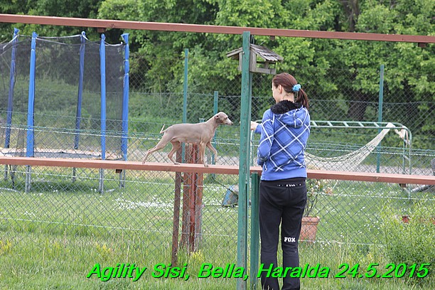 Agility 24.5.2015 Sisi, Bella, Haralda (31)
