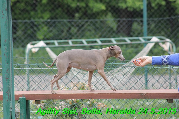 Agility 24.5.2015 Sisi, Bella, Haralda (32)