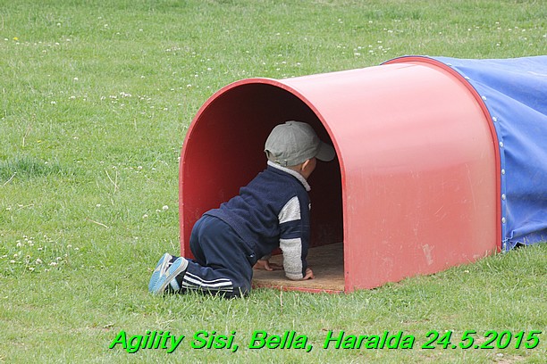 Agility 24.5.2015 Sisi, Bella, Haralda (35)