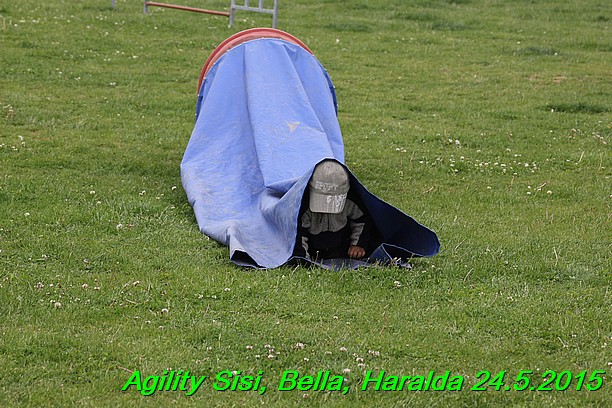 Agility 24.5.2015 Sisi, Bella, Haralda (36)