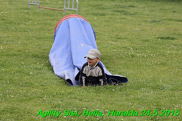 Agility 24.5.2015 Sisi, Bella, Haralda (37)