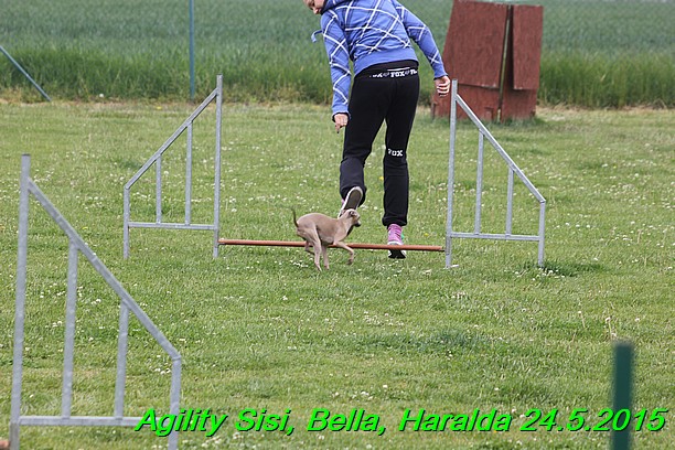 Agility 24.5.2015 Sisi, Bella, Haralda (39)