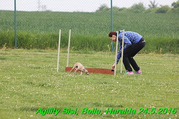 Agility 24.5.2015 Sisi, Bella, Haralda (40)