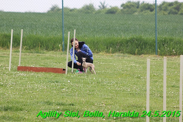 Agility 24.5.2015 Sisi, Bella, Haralda (41)