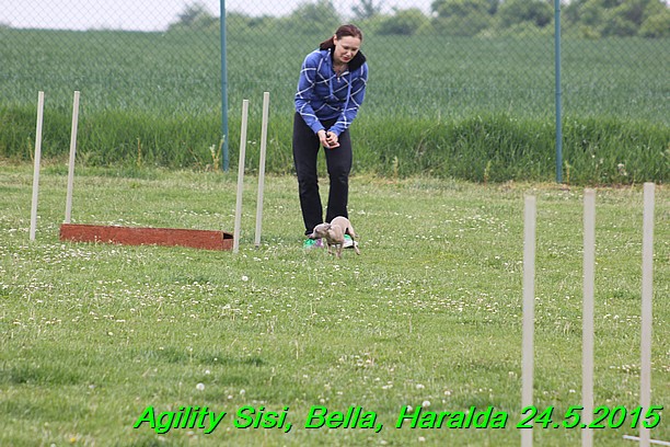Agility 24.5.2015 Sisi, Bella, Haralda (42)