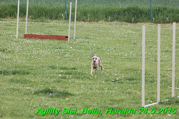 Agility 24.5.2015 Sisi, Bella, Haralda (43)