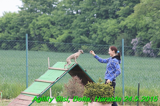 Agility 24.5.2015 Sisi, Bella, Haralda (44)