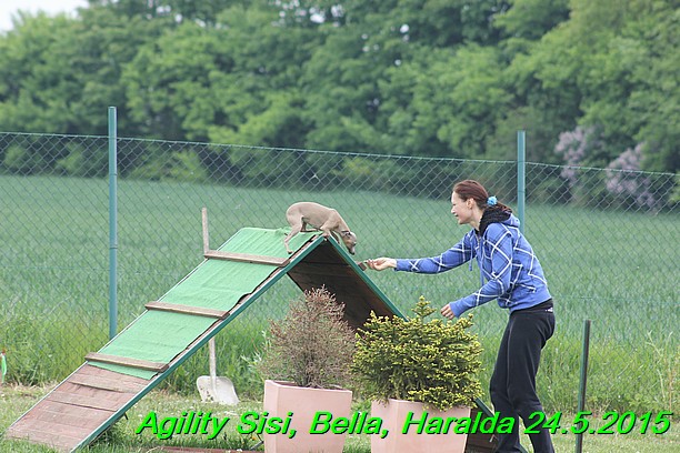 Agility 24.5.2015 Sisi, Bella, Haralda (45)
