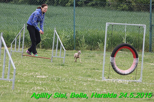 Agility 24.5.2015 Sisi, Bella, Haralda (47)