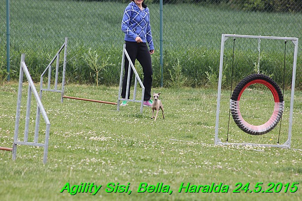 Agility 24.5.2015 Sisi, Bella, Haralda (48)
