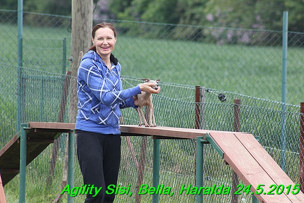 Agility 24.5.2015 Sisi, Bella, Haralda (50)