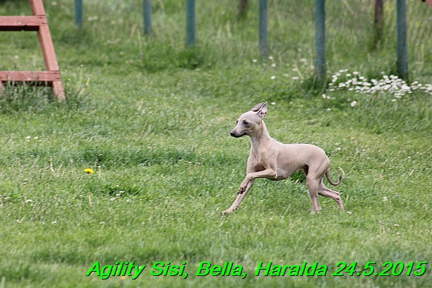 Agility 24.5.2015 Sisi, Bella, Haralda (51)