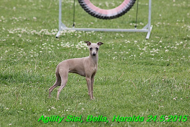 Agility 24.5.2015 Sisi, Bella, Haralda (52)