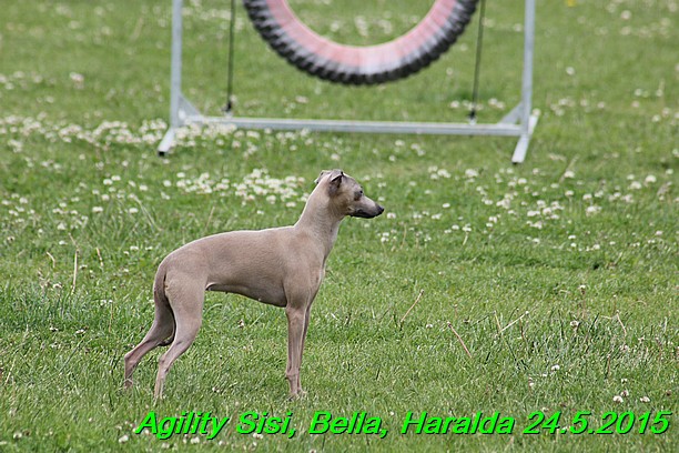 Agility 24.5.2015 Sisi, Bella, Haralda (57)