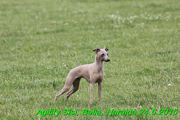 Agility 24.5.2015 Sisi, Bella, Haralda (58)