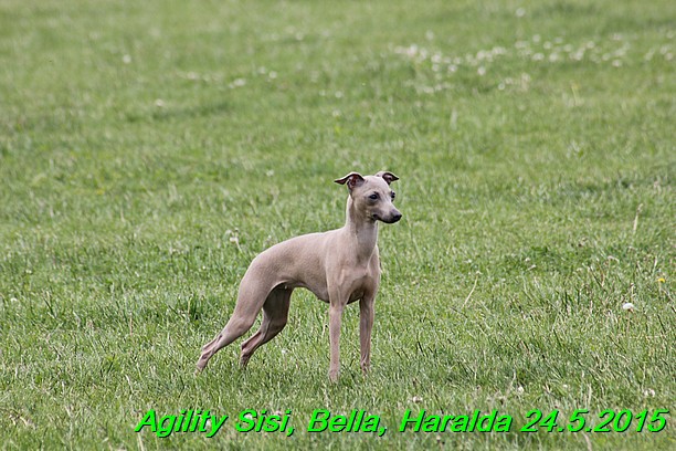 Agility 24.5.2015 Sisi, Bella, Haralda (59)