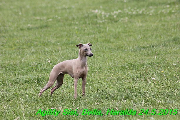 Agility 24.5.2015 Sisi, Bella, Haralda (60)