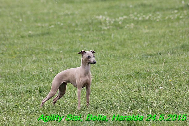 Agility 24.5.2015 Sisi, Bella, Haralda (62)