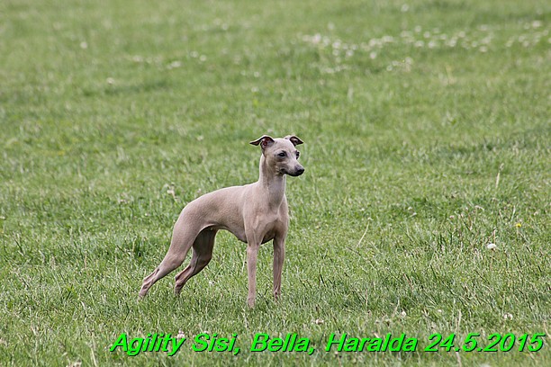 Agility 24.5.2015 Sisi, Bella, Haralda (63)