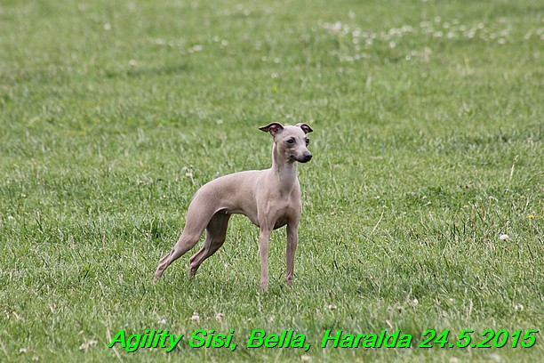 Agility 24.5.2015 Sisi, Bella, Haralda (64)