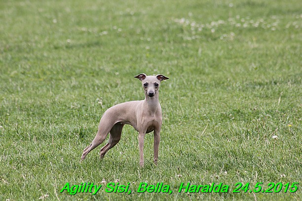 Agility 24.5.2015 Sisi, Bella, Haralda (65)