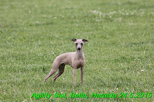 Agility 24.5.2015 Sisi, Bella, Haralda (66)