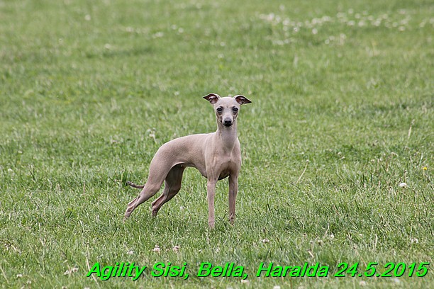 Agility 24.5.2015 Sisi, Bella, Haralda (68)