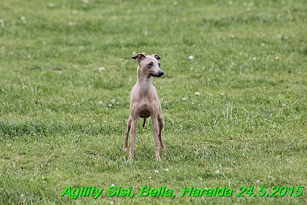 Agility 24.5.2015 Sisi, Bella, Haralda (69)