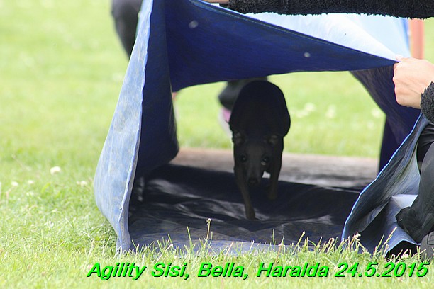 Agility 24.5.2015 Sisi, Bella, Haralda (70)