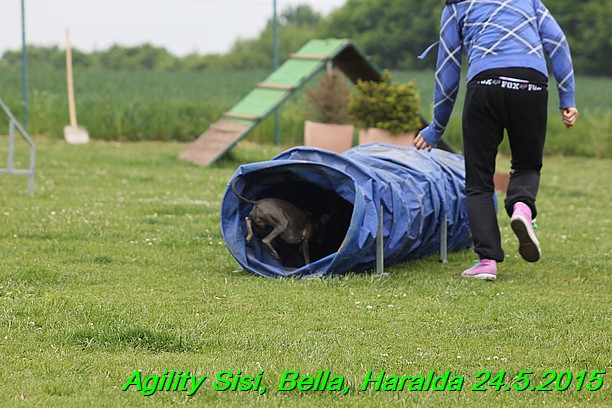 Agility 24.5.2015 Sisi, Bella, Haralda (72)
