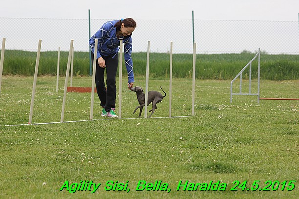Agility 24.5.2015 Sisi, Bella, Haralda (73)