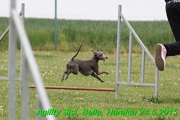 Agility 24.5.2015 Sisi, Bella, Haralda (74)