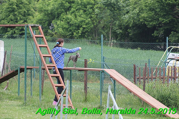 Agility 24.5.2015 Sisi, Bella, Haralda (77)