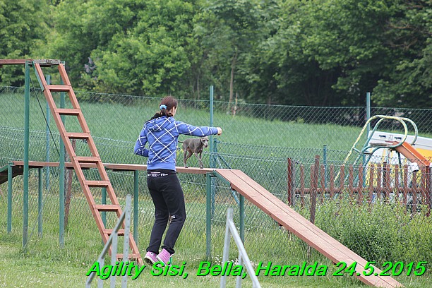 Agility 24.5.2015 Sisi, Bella, Haralda (78)