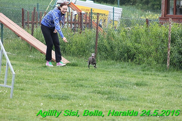 Agility 24.5.2015 Sisi, Bella, Haralda (79)