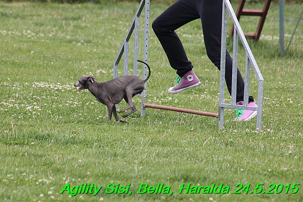 Agility 24.5.2015 Sisi, Bella, Haralda (80)