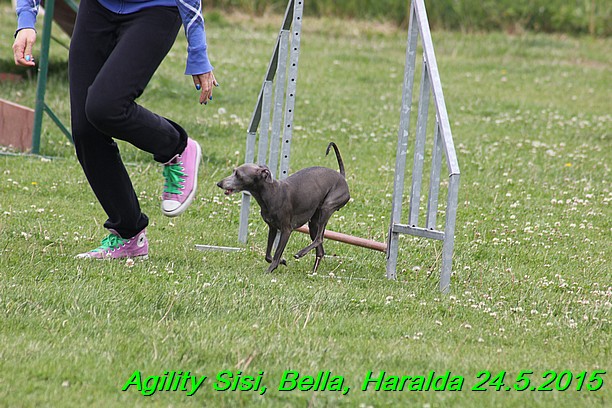 Agility 24.5.2015 Sisi, Bella, Haralda (81)