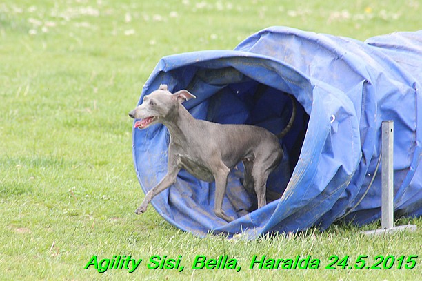 Agility 24.5.2015 Sisi, Bella, Haralda (82)