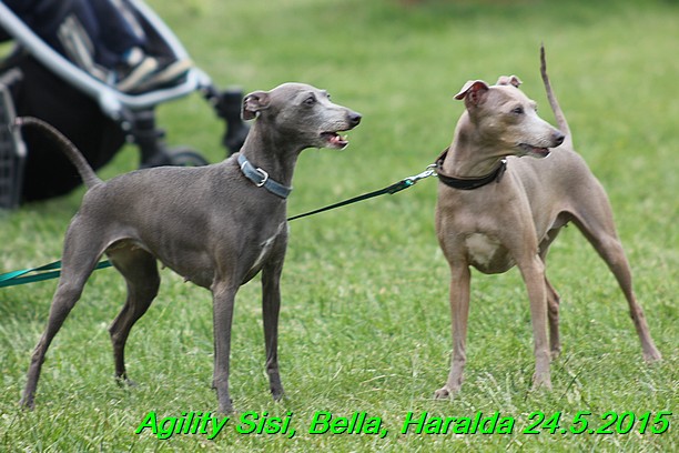 Agility 24.5.2015 Sisi, Bella, Haralda (83)