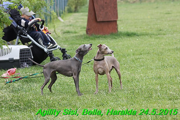 Agility 24.5.2015 Sisi, Bella, Haralda (84)