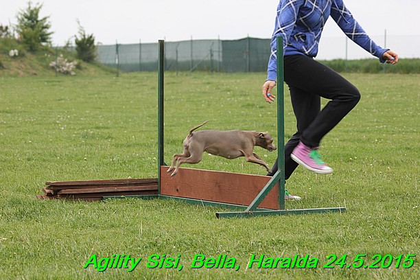 Agility 24.5.2015 Sisi, Bella, Haralda (85)