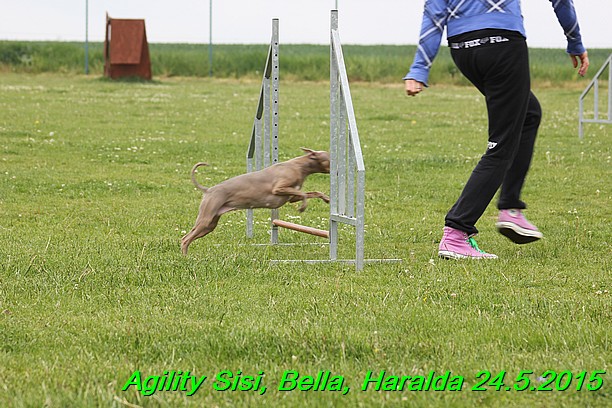 Agility 24.5.2015 Sisi, Bella, Haralda (86)