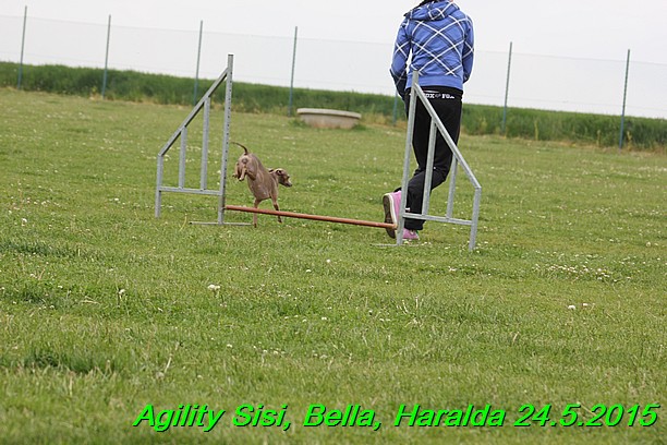 Agility 24.5.2015 Sisi, Bella, Haralda (88)