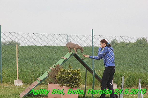 Agility 24.5.2015 Sisi, Bella, Haralda (89)