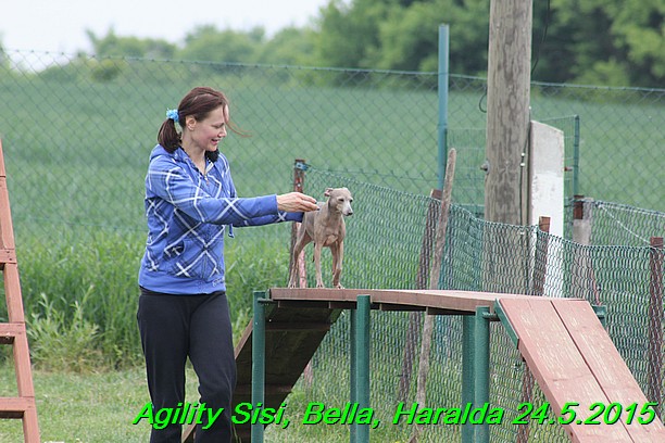 Agility 24.5.2015 Sisi, Bella, Haralda (90)