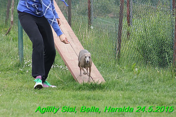 Agility 24.5.2015 Sisi, Bella, Haralda (93)