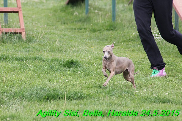 Agility 24.5.2015 Sisi, Bella, Haralda (94)