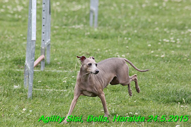 Agility 24.5.2015 Sisi, Bella, Haralda (95)