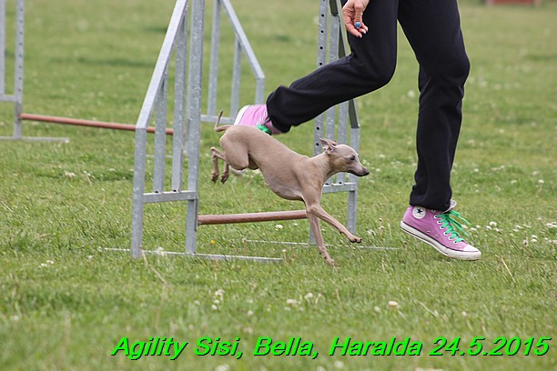 Agility 24.5.2015 Sisi, Bella, Haralda (98)